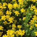 Genista hispanica fleur